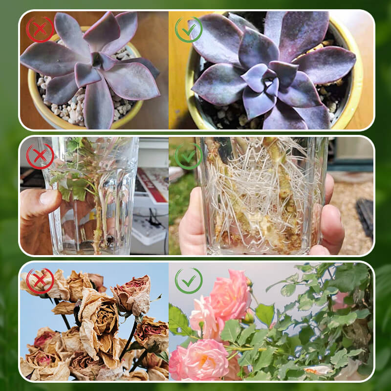 Plant Rooting Powder Nutrients